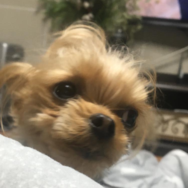 봄초코 프로필