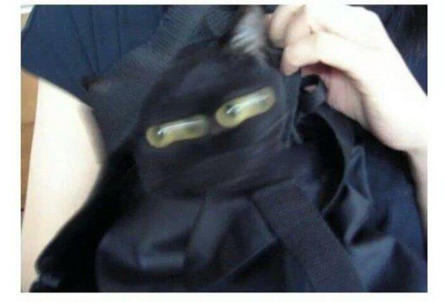 이야이야이아 프로필