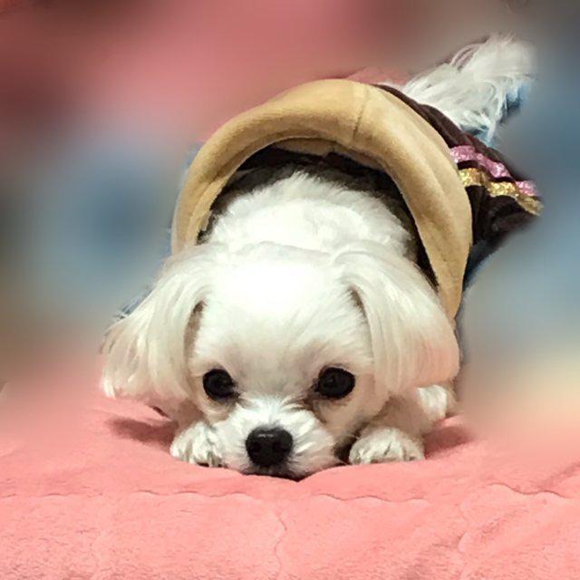 수수슈수 프로필