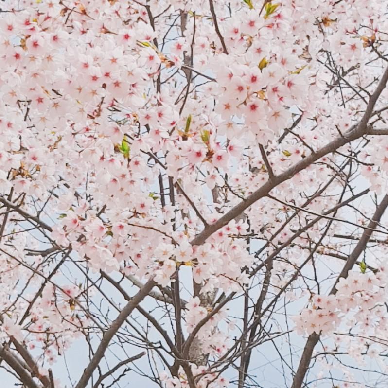 jjorjjok 프로필
