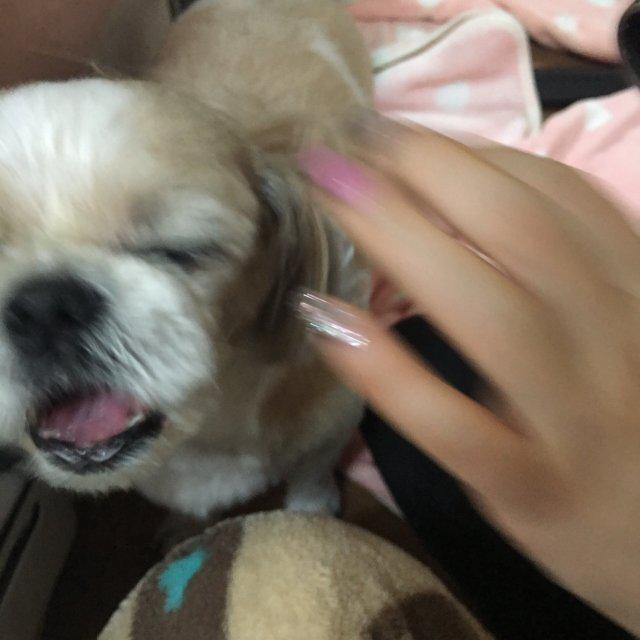 앤공주 프로필