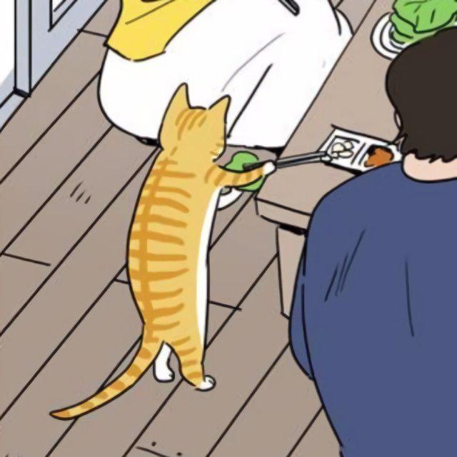 네코미미 프로필