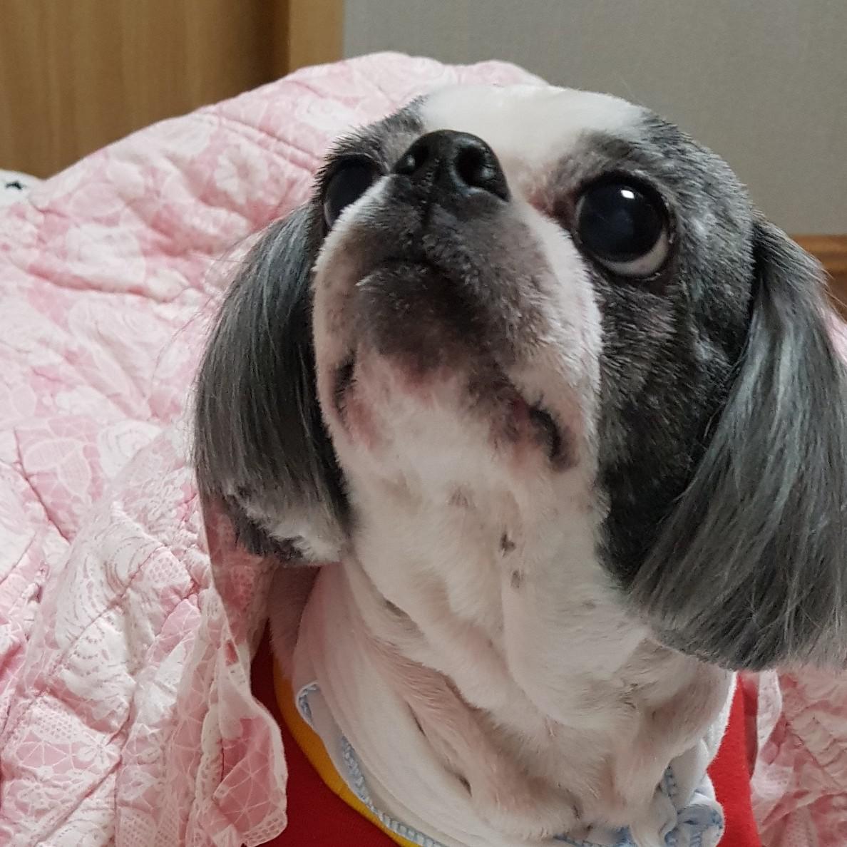 귀여운순돌이 프로필
