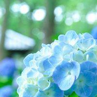 시에이 프로필