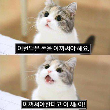 푸릴 프로필