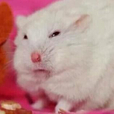 햄찌쓰