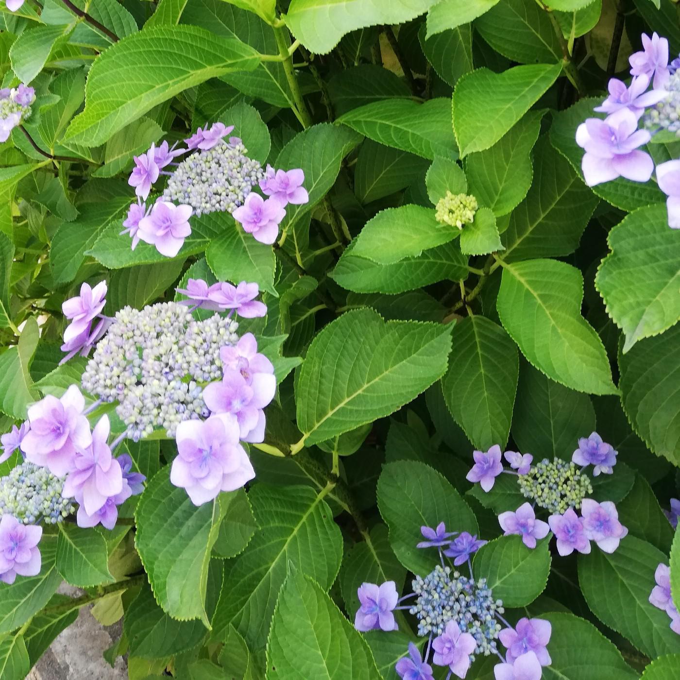 울설 프로필