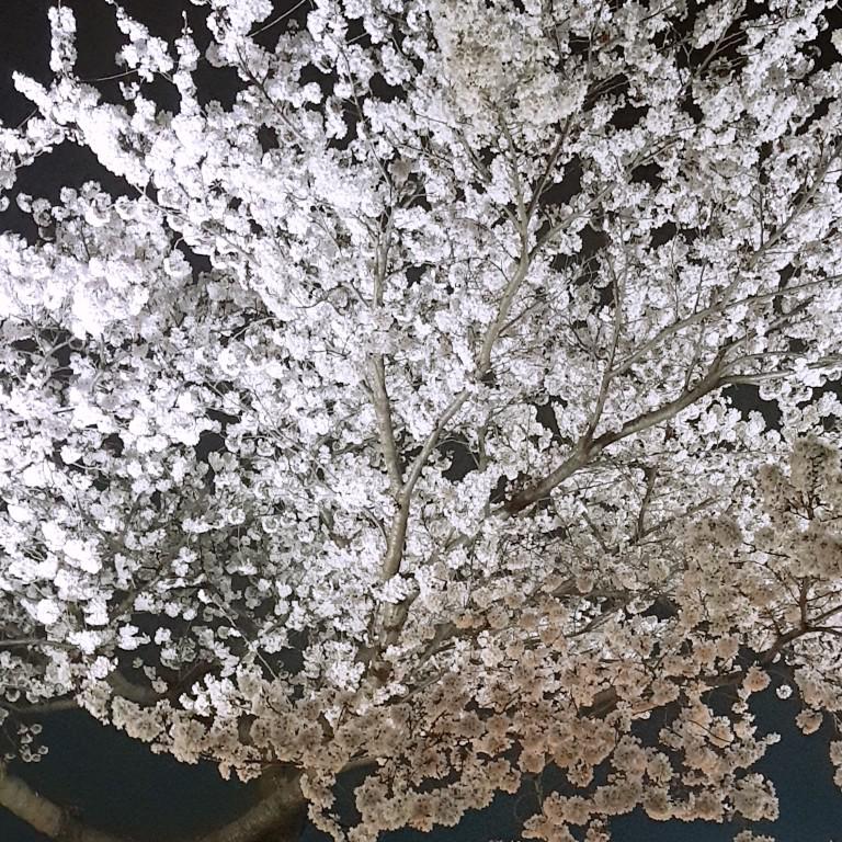 HS!YW 프로필