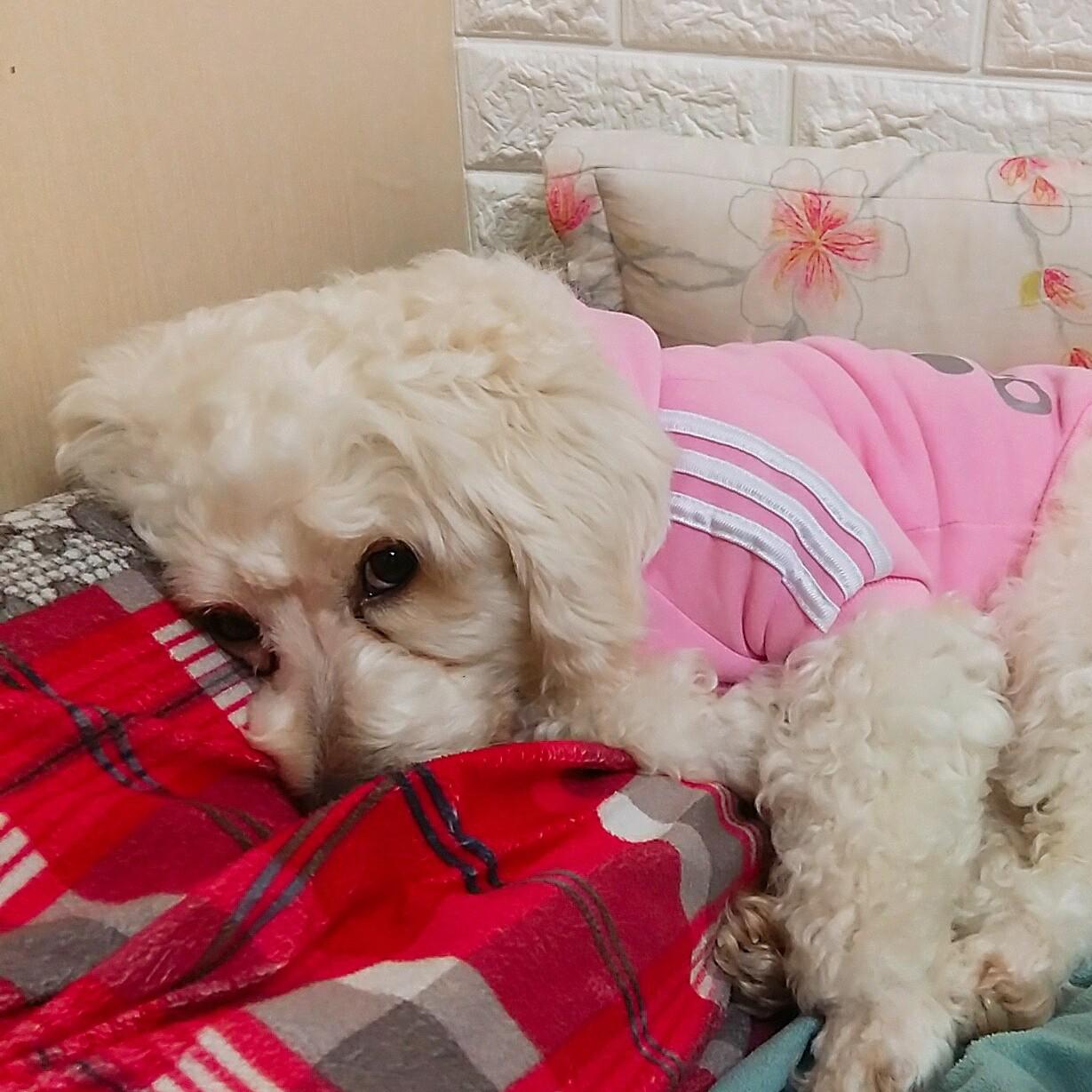 상코블리 프로필