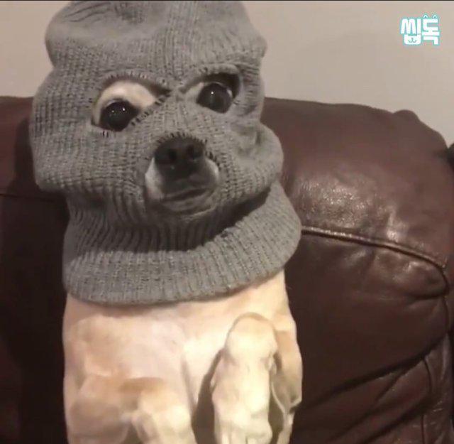 푸글렛옌이 프로필