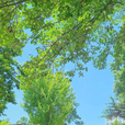 리파무