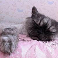 rogie 프로필