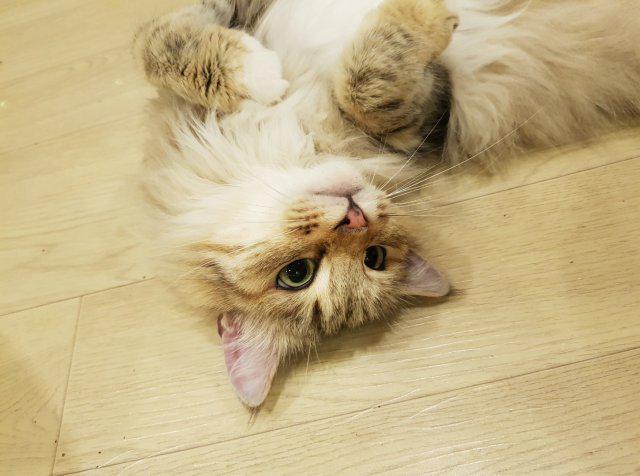 배배쥬니 프로필