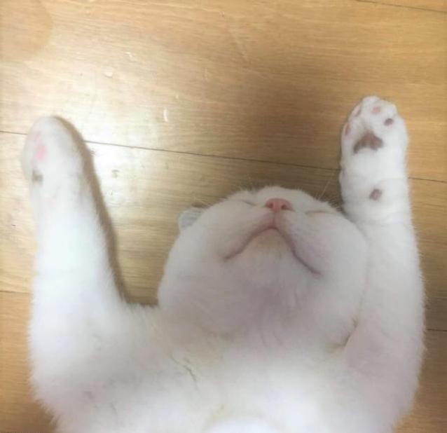 헤이치즈볼 프로필