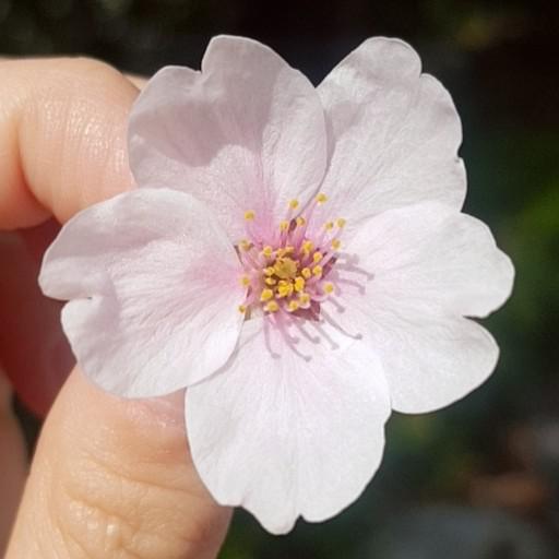 꾸루룽꿀차 프로필