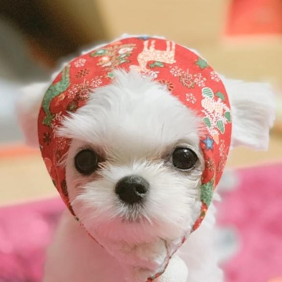 우리미미 프로필