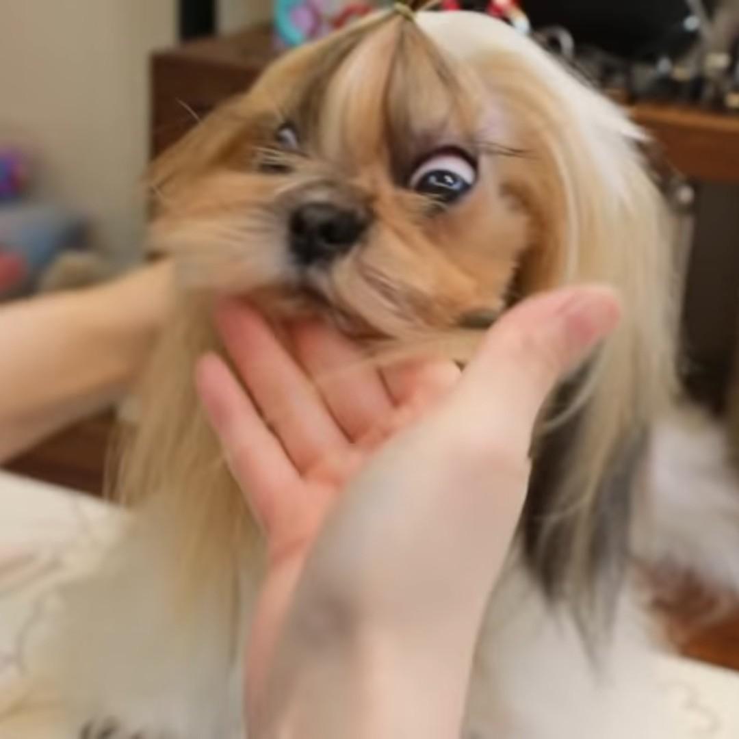 효포리 프로필
