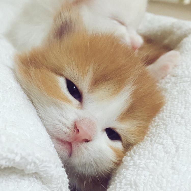 쿨쿨졸려요 프로필