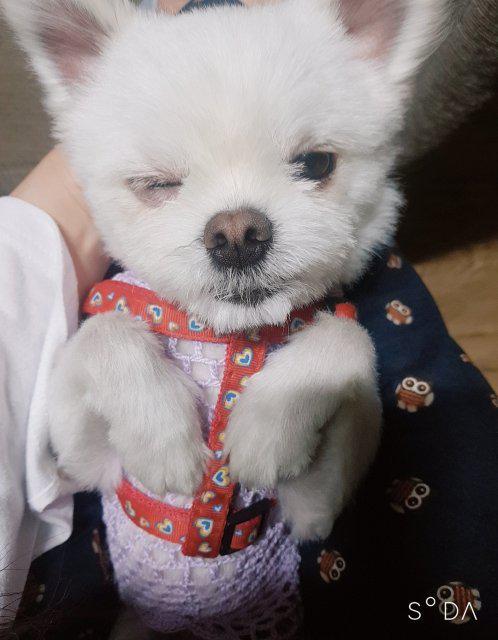 쿡이야 프로필