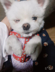 쿡이야