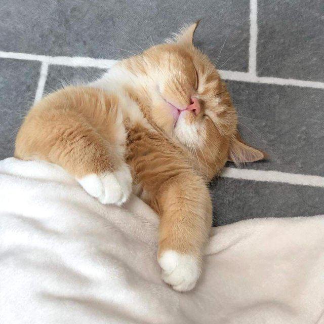 융프라데 프로필