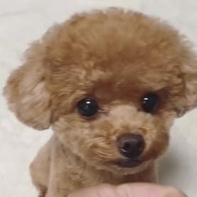 졔졔양 프로필
