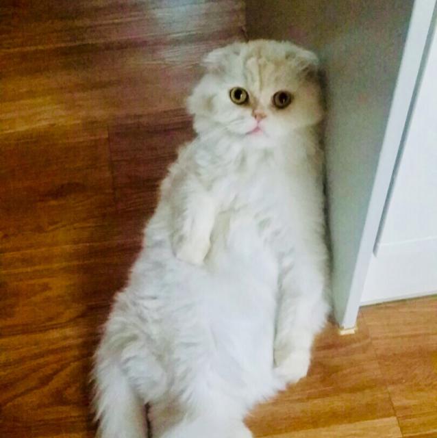 조조맘제리 프로필