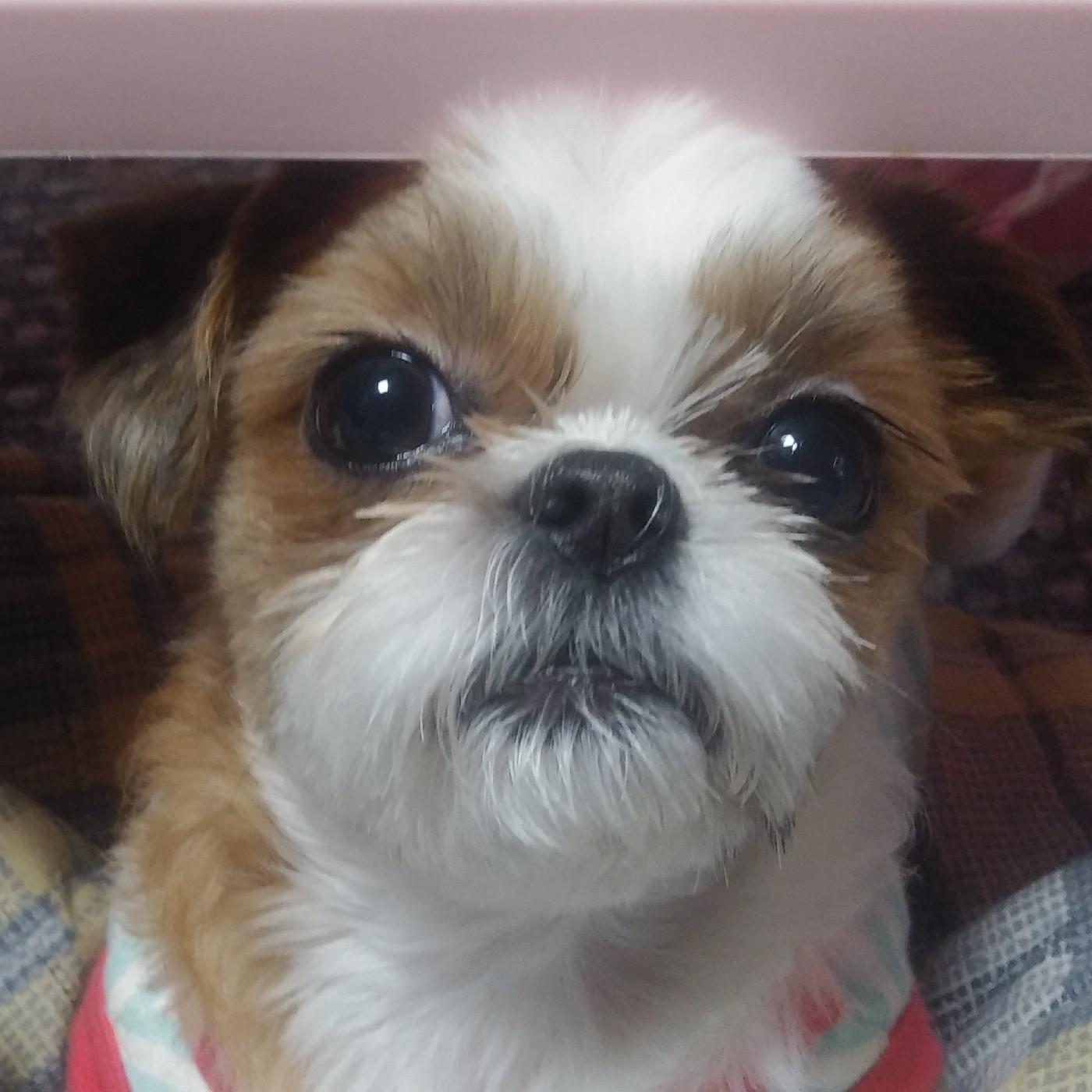 지혜요미 프로필