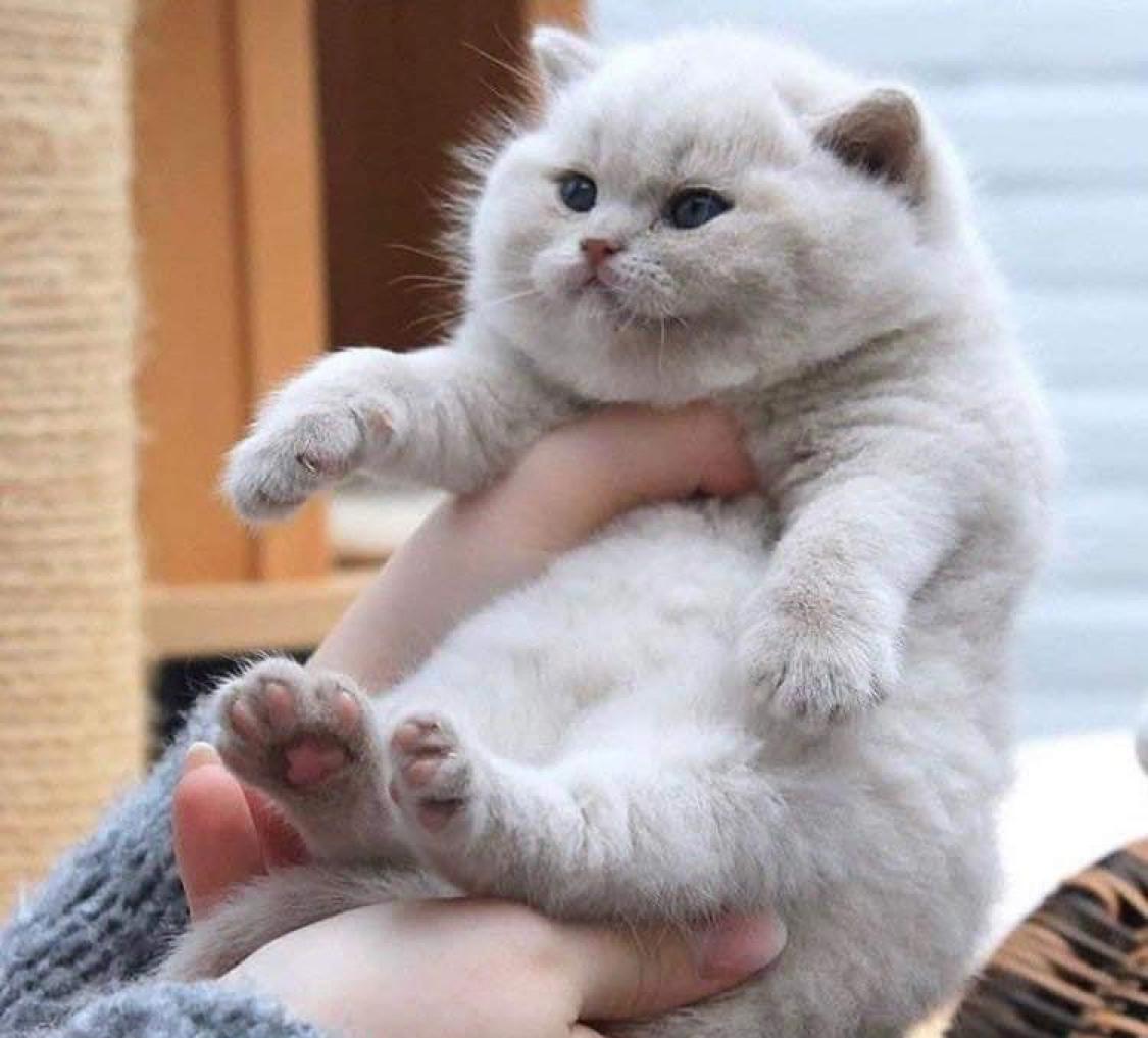 강정강 프로필