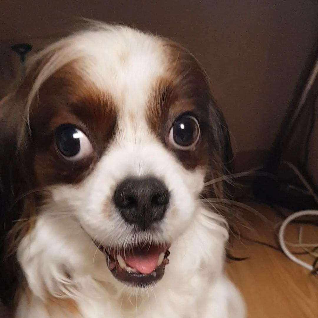 주꿀꿀 프로필