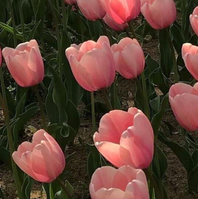코코넛잼잼 프로필