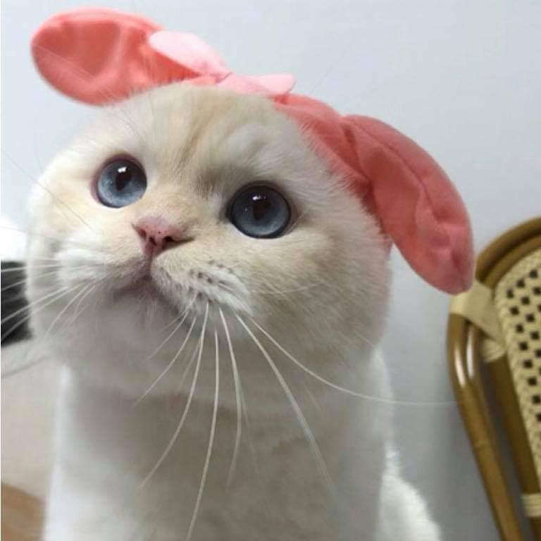 니뮤 프로필