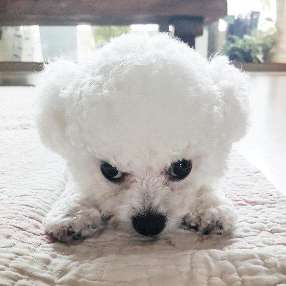 Chloesss 프로필