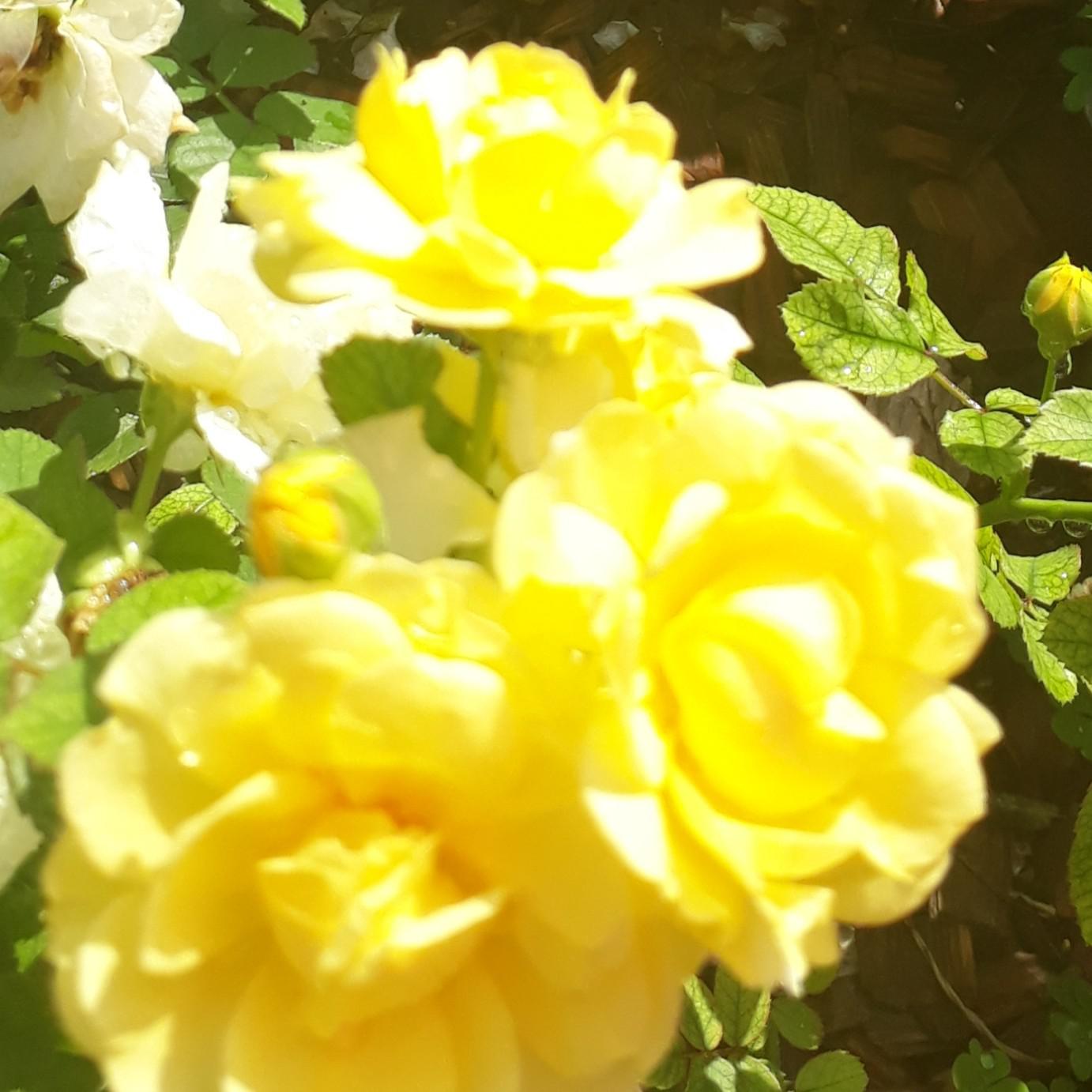 봄의왈츠 프로필