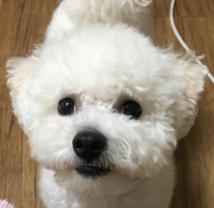디쵸 프로필