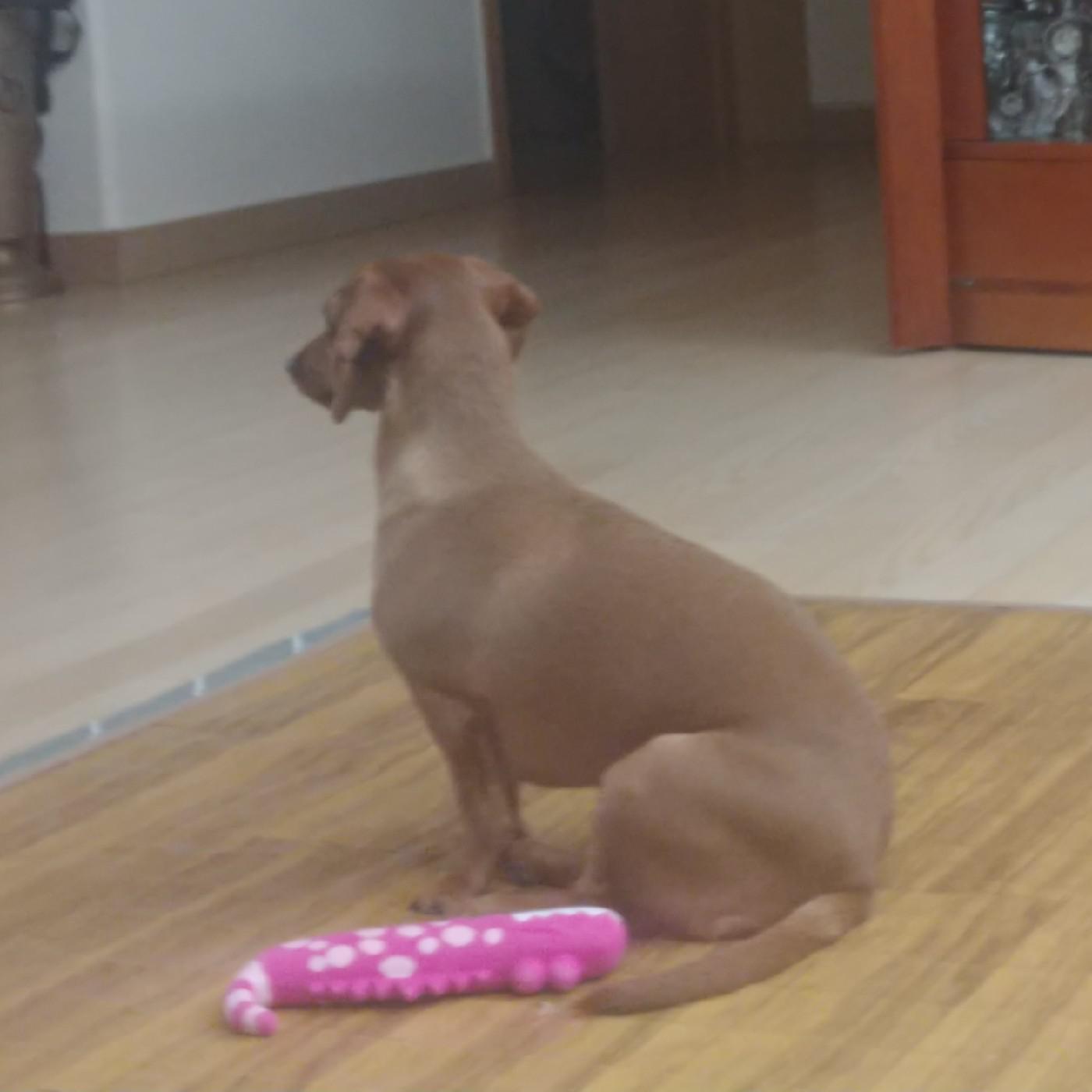 꼬미쥬둥이 프로필