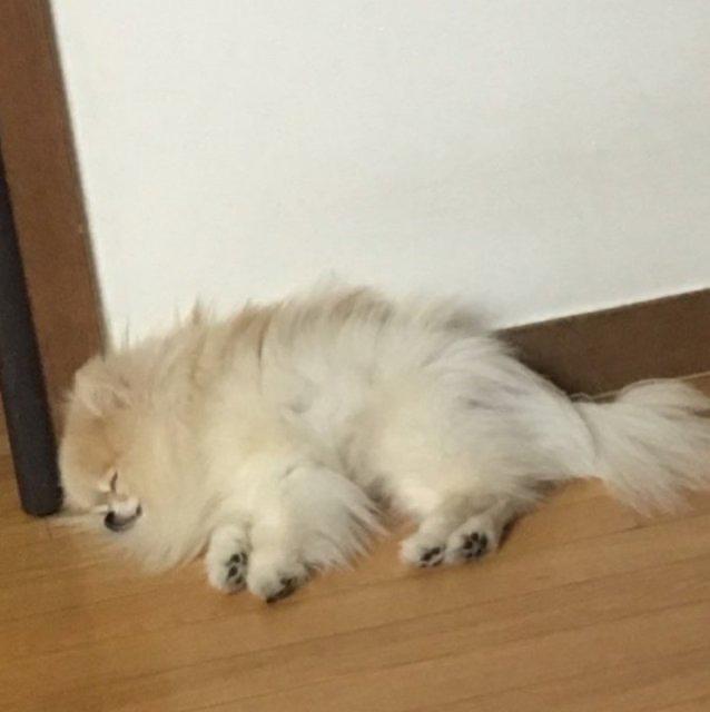 최예진1 프로필