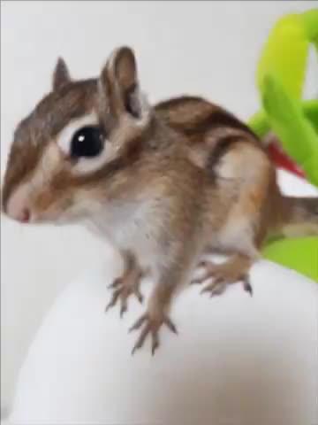 퀸부끄 프로필