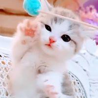 celina혜나 프로필