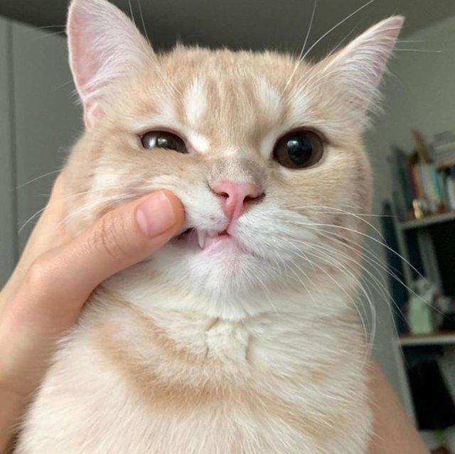 조해인이다 프로필