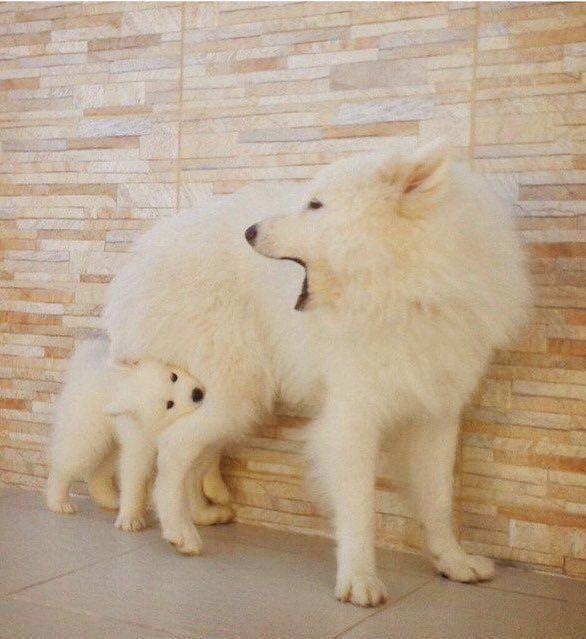 팬야 프로필
