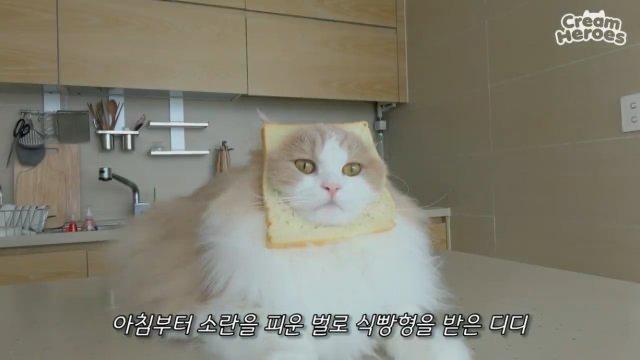 고기._. 프로필