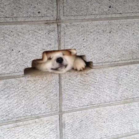 예너 프로필