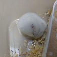 승은마미