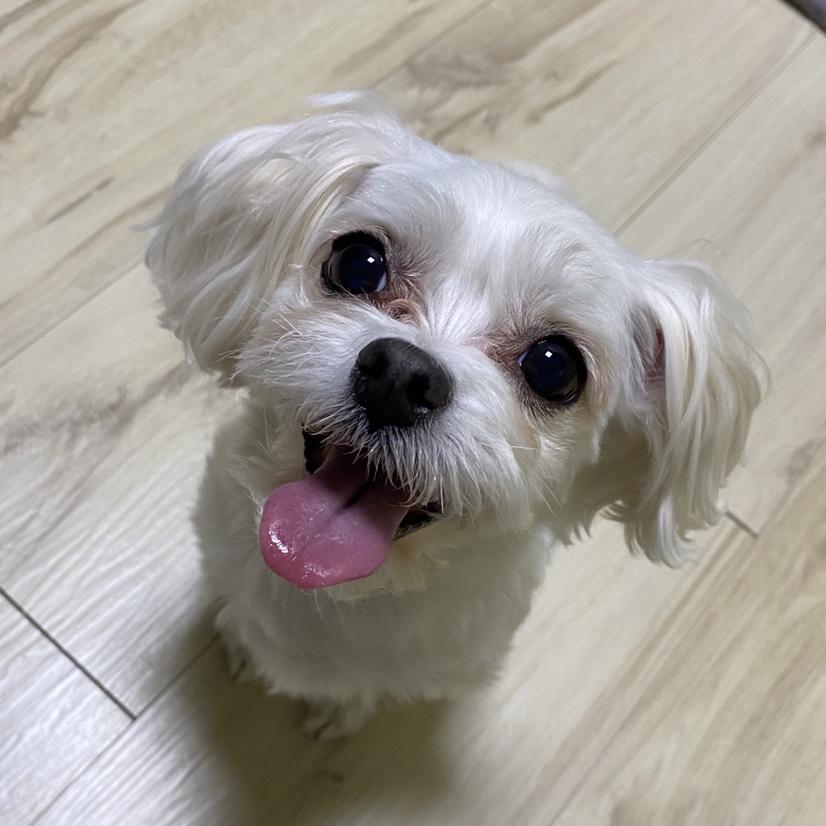 쏭디이 프로필