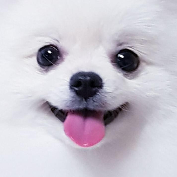 마약뽁뽁이 프로필