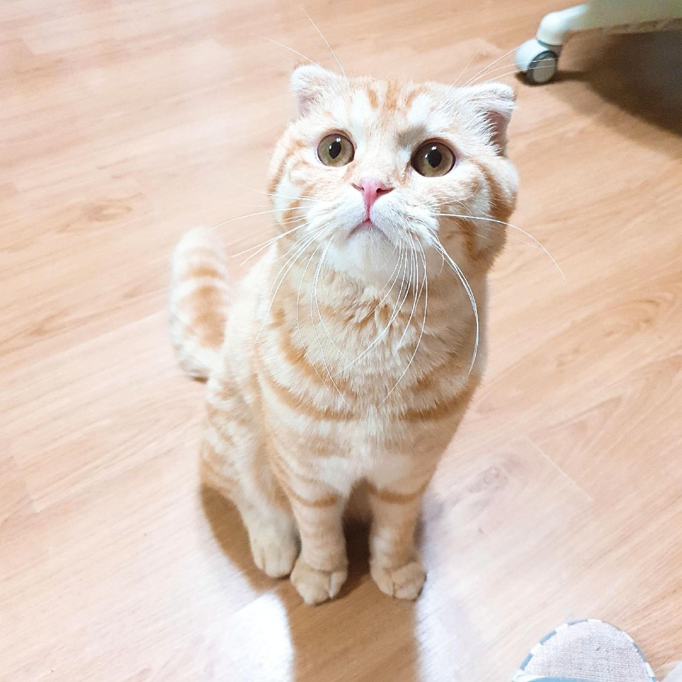 고구마라떼10 프로필