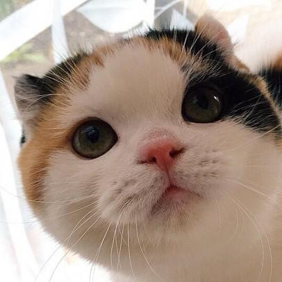 앍옹 프로필