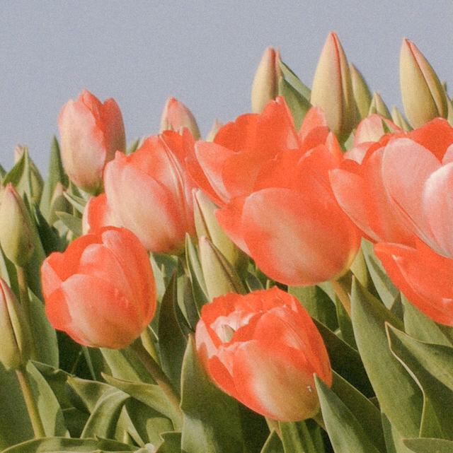 고라이틀리 프로필
