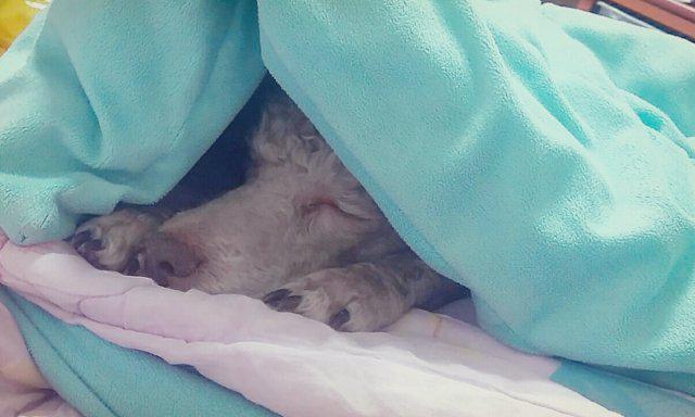 김땡칠 프로필